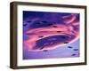 Sandhill Cranes in Flight and Lenticular Cloud Formation over Mt. Shasta, California-Tom Haseltine-Framed Photographic Print