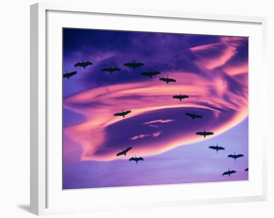 Sandhill Cranes in Flight and Lenticular Cloud Formation over Mt. Shasta, California-Tom Haseltine-Framed Photographic Print