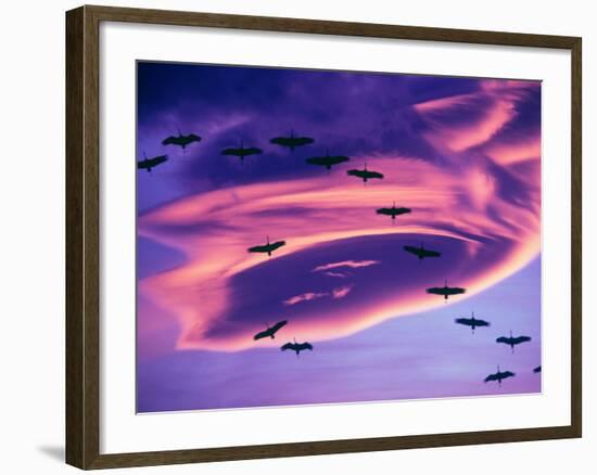 Sandhill Cranes in Flight and Lenticular Cloud Formation over Mt. Shasta, California-Tom Haseltine-Framed Photographic Print