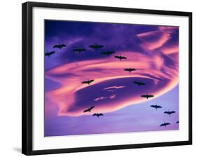 Sandhill Cranes in Flight and Lenticular Cloud Formation over Mt. Shasta, California-Tom Haseltine-Framed Photographic Print