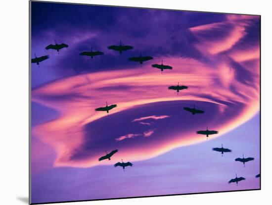 Sandhill Cranes in Flight and Lenticular Cloud Formation over Mt. Shasta, California-Tom Haseltine-Mounted Photographic Print