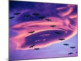 Sandhill Cranes in Flight and Lenticular Cloud Formation over Mt. Shasta, California-Tom Haseltine-Mounted Photographic Print