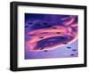 Sandhill Cranes in Flight and Lenticular Cloud Formation over Mt. Shasta, California-Tom Haseltine-Framed Photographic Print