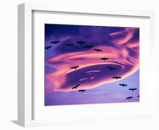 Sandhill Cranes in Flight and Lenticular Cloud Formation over Mt. Shasta, California-Tom Haseltine-Framed Photographic Print