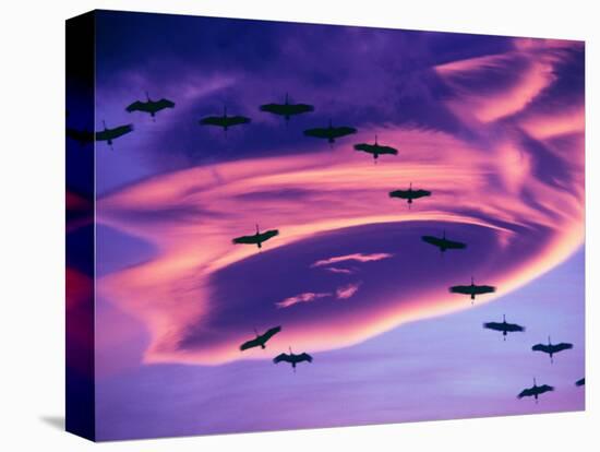 Sandhill Cranes in Flight and Lenticular Cloud Formation over Mt. Shasta, California-Tom Haseltine-Stretched Canvas