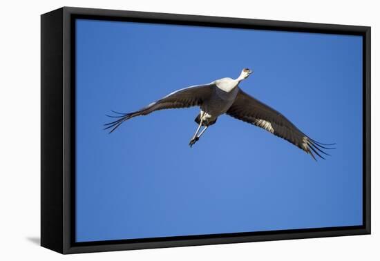 Sandhill Cranes in Flight, Bosque Del Apache, New Mexico-Paul Souders-Framed Stretched Canvas