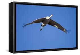 Sandhill Cranes in Flight, Bosque Del Apache, New Mexico-Paul Souders-Framed Stretched Canvas