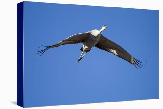 Sandhill Cranes in Flight, Bosque Del Apache, New Mexico-Paul Souders-Stretched Canvas