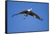 Sandhill Cranes in Flight, Bosque Del Apache, New Mexico-Paul Souders-Framed Stretched Canvas