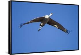 Sandhill Cranes in Flight, Bosque Del Apache, New Mexico-Paul Souders-Framed Stretched Canvas