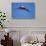 Sandhill Cranes in Flight, Bosque Del Apache, New Mexico-Paul Souders-Stretched Canvas displayed on a wall