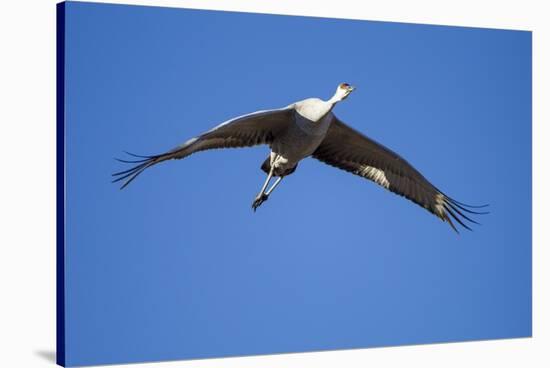 Sandhill Cranes in Flight, Bosque Del Apache, New Mexico-Paul Souders-Stretched Canvas