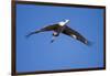 Sandhill Cranes in Flight, Bosque Del Apache, New Mexico-Paul Souders-Framed Photographic Print