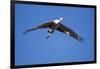 Sandhill Cranes in Flight, Bosque Del Apache, New Mexico-Paul Souders-Framed Photographic Print