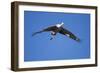 Sandhill Cranes in Flight, Bosque Del Apache, New Mexico-Paul Souders-Framed Photographic Print