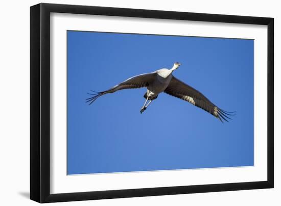 Sandhill Cranes in Flight, Bosque Del Apache, New Mexico-Paul Souders-Framed Photographic Print