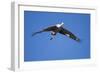 Sandhill Cranes in Flight, Bosque Del Apache, New Mexico-Paul Souders-Framed Photographic Print