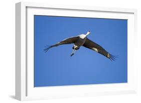 Sandhill Cranes in Flight, Bosque Del Apache, New Mexico-Paul Souders-Framed Photographic Print