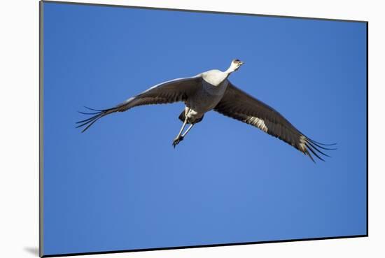 Sandhill Cranes in Flight, Bosque Del Apache, New Mexico-Paul Souders-Mounted Photographic Print