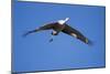 Sandhill Cranes in Flight, Bosque Del Apache, New Mexico-Paul Souders-Mounted Photographic Print