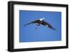 Sandhill Cranes in Flight, Bosque Del Apache, New Mexico-Paul Souders-Framed Photographic Print