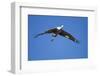 Sandhill Cranes in Flight, Bosque Del Apache, New Mexico-Paul Souders-Framed Photographic Print