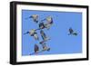 Sandhill Cranes in Flight, Goose Pond Wildlife Area, Linton, Indiana-Rona Schwarz-Framed Photographic Print