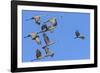 Sandhill Cranes in Flight, Goose Pond Wildlife Area, Linton, Indiana-Rona Schwarz-Framed Photographic Print