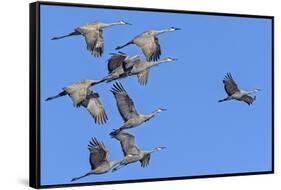 Sandhill Cranes in Flight, Goose Pond Wildlife Area, Linton, Indiana-Rona Schwarz-Framed Stretched Canvas