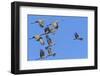 Sandhill Cranes in Flight, Goose Pond Wildlife Area, Linton, Indiana-Rona Schwarz-Framed Photographic Print