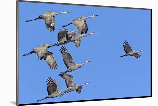 Sandhill Cranes in Flight, Goose Pond Wildlife Area, Linton, Indiana-Rona Schwarz-Mounted Photographic Print