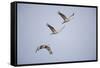 Sandhill Cranes in Flight-DLILLC-Framed Stretched Canvas