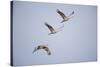 Sandhill Cranes in Flight-DLILLC-Stretched Canvas