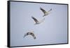 Sandhill Cranes in Flight-DLILLC-Framed Stretched Canvas