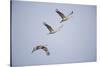 Sandhill Cranes in Flight-DLILLC-Stretched Canvas