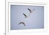 Sandhill Cranes in Flight-DLILLC-Framed Photographic Print