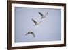 Sandhill Cranes in Flight-DLILLC-Framed Photographic Print