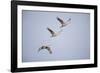 Sandhill Cranes in Flight-DLILLC-Framed Photographic Print