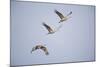 Sandhill Cranes in Flight-DLILLC-Mounted Photographic Print