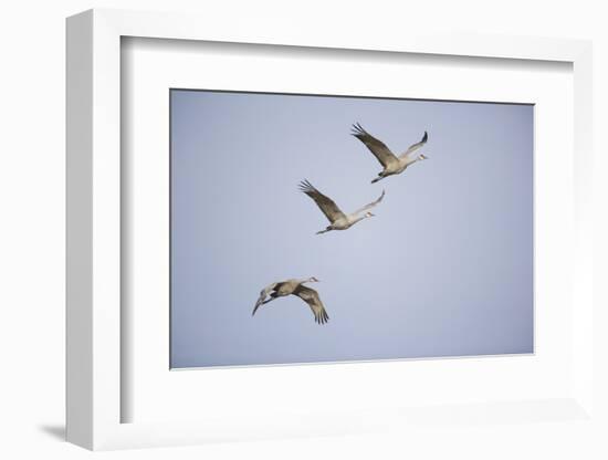 Sandhill Cranes in Flight-DLILLC-Framed Photographic Print