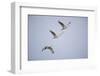 Sandhill Cranes in Flight-DLILLC-Framed Photographic Print