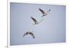 Sandhill Cranes in Flight-DLILLC-Framed Photographic Print