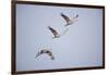 Sandhill Cranes in Flight-DLILLC-Framed Photographic Print