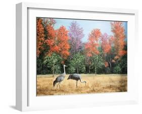 Sandhill Cranes in Florida-Marilyn Dunlap-Framed Art Print