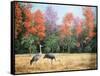 Sandhill Cranes in Florida-Marilyn Dunlap-Framed Stretched Canvas