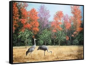 Sandhill Cranes in Florida-Marilyn Dunlap-Framed Stretched Canvas