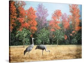 Sandhill Cranes in Florida-Marilyn Dunlap-Stretched Canvas