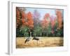 Sandhill Cranes in Florida-Marilyn Dunlap-Framed Art Print