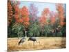 Sandhill Cranes in Florida-Marilyn Dunlap-Mounted Art Print