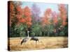 Sandhill Cranes in Florida-Marilyn Dunlap-Stretched Canvas